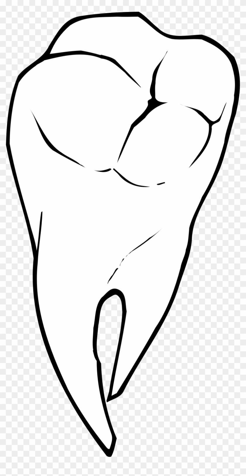 Tooth - Tooth #953889