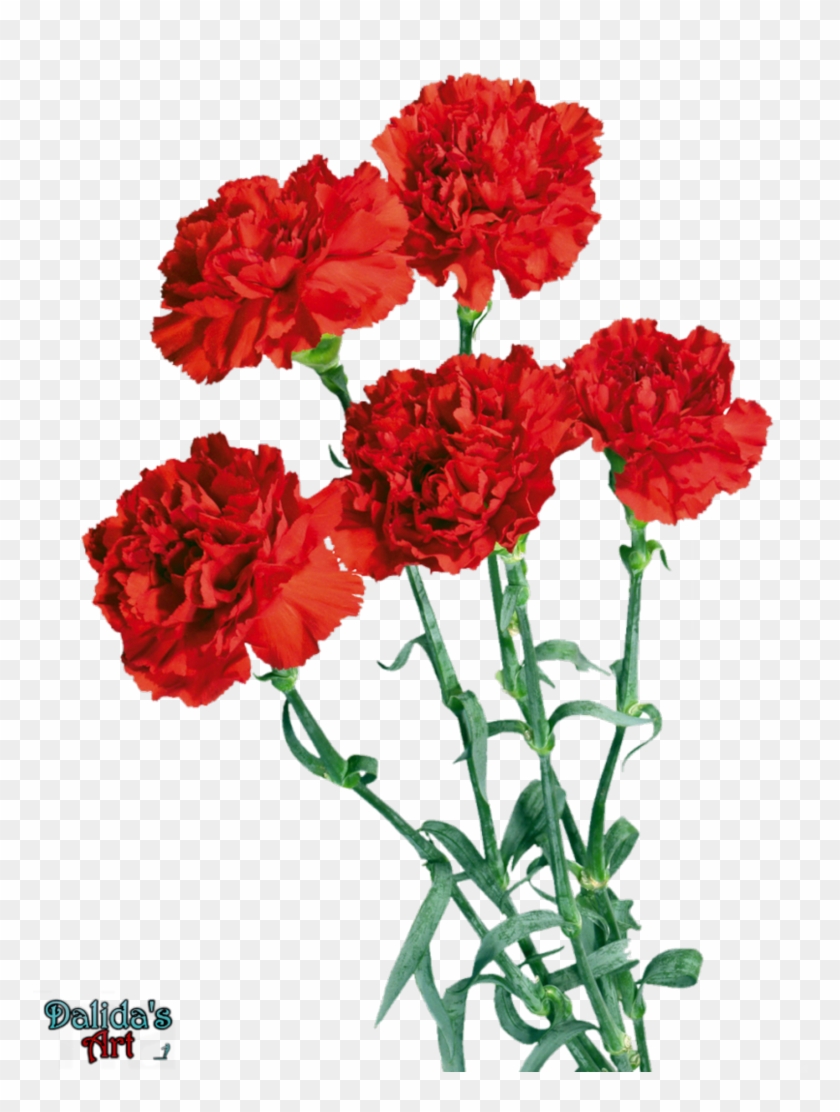 Beautiful Carnation Flowers Png By Makiskan - Chinese Mothers Day Flower #954136