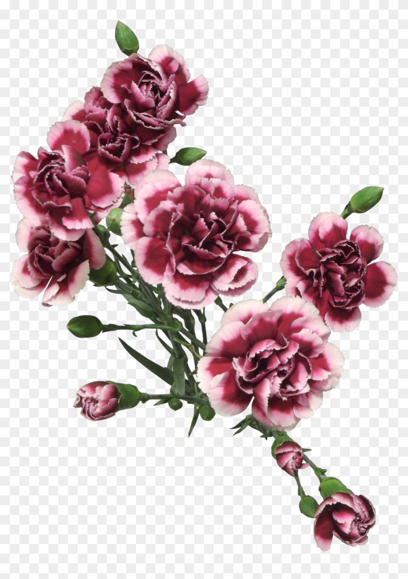 Cut Flowers Of Carnation Png By Adagem - Artsy Pngs #954140