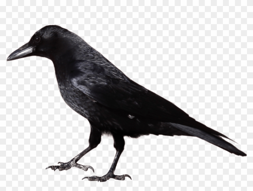 Halloween Crow Clipart - Crow Images Black And White #954163