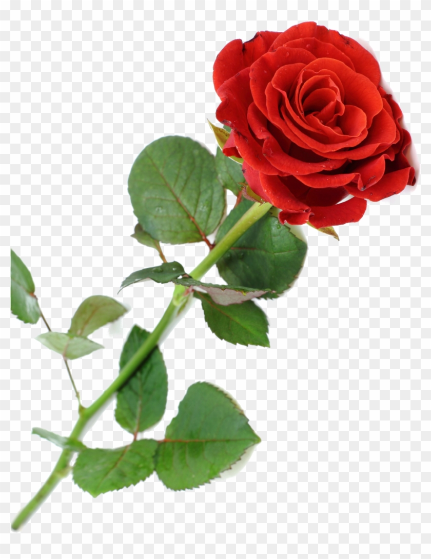 Rosa Vermelha Linda 1358588547 59 - Most Beautiful Single Rose #954525