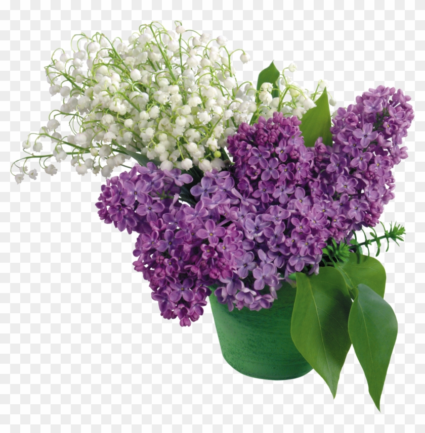 Flores Blancas Y Lilas Png - Versete Pentru La Multi Ani #954532