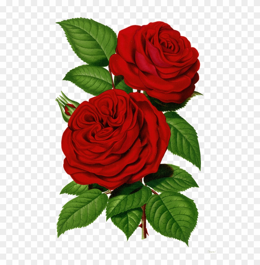 Papirolas Coloridas - Flores - Red Victorian Roses Transparent #954536