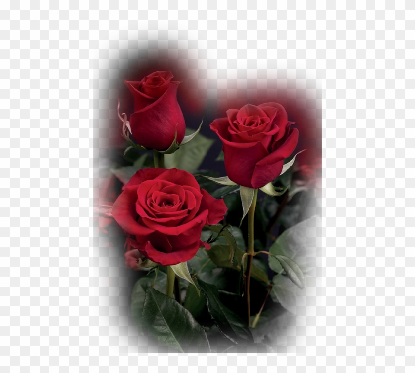 Google - New For U Pink Rose Gif #954552