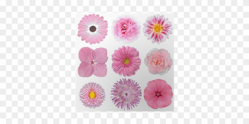 Póster Colección De Flores Rosas Blancas Aisladas En - Roze Met Witte Bloemen #954559