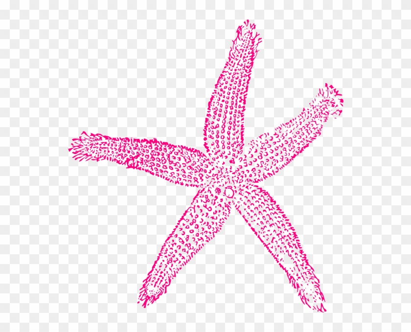 Estrellas De Mar Png #954580