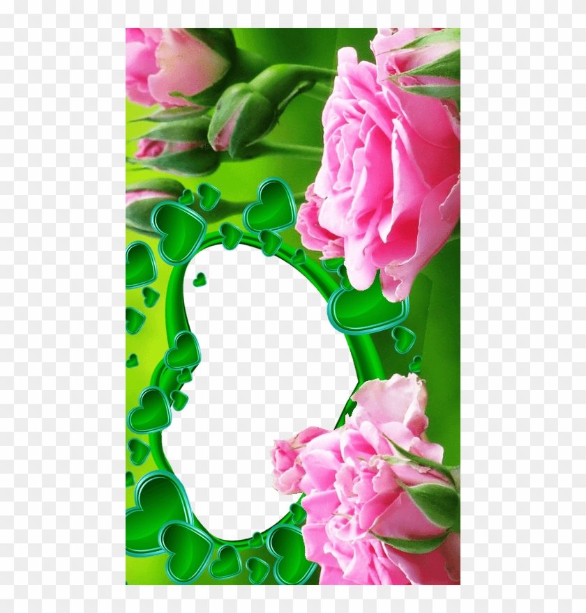 Rose Flower Frames - Rose #954970