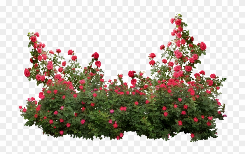 Garden Roses Memorial Rose Shrub Flower - Roses Shrub Png #955126