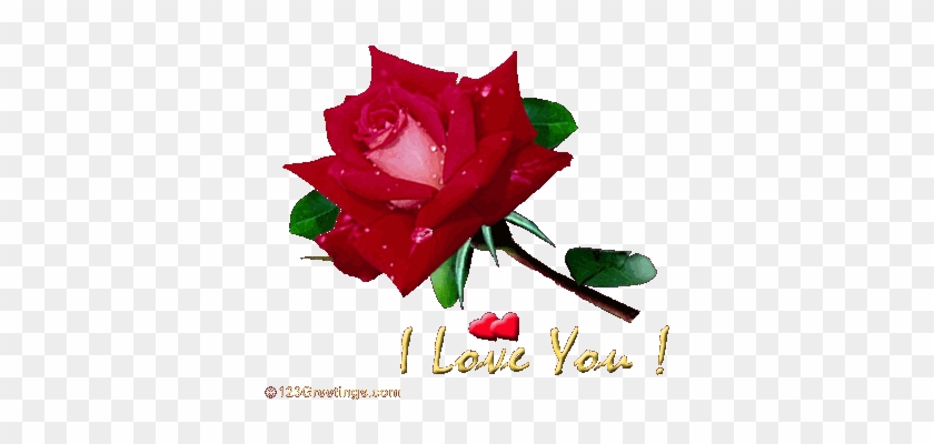 Rose I Love U Wallpaper - Shekhar I Love You #955134