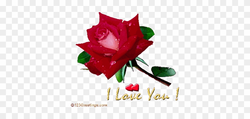 Rose I Love U Wallpaper - Shekhar I Love You #955134