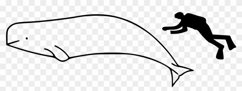 Beluga Whale How To Draw #955209