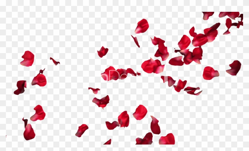 Rose Petals Png Pic - Red Roses Petals Png #955321