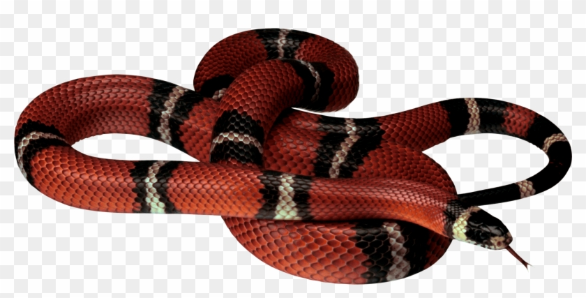 Snake - Red Snake Png #955469
