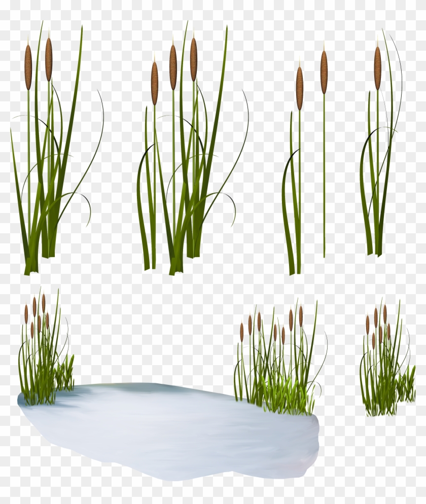 Scirpus Common Reed Clip Art - Камыши Пнг #955474