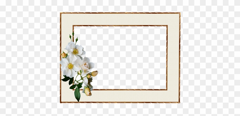 Frame, Gold Edge, White Rose - Photography #955489