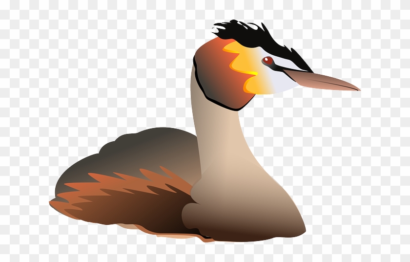 Swimming Clipart Goose - Grebe Bird Png #955694