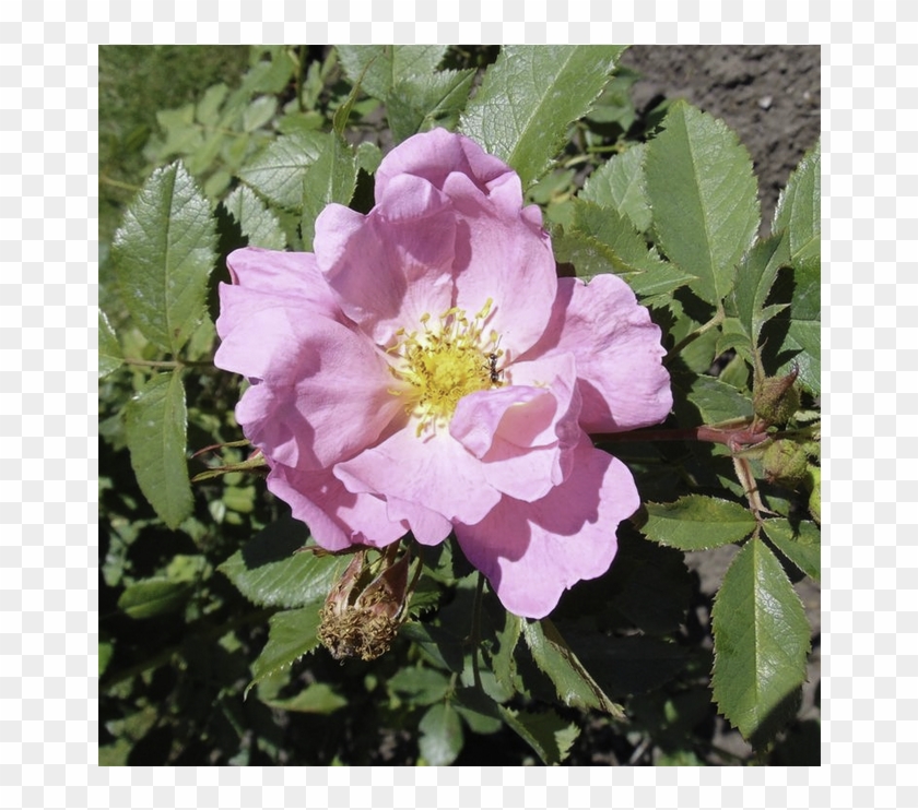 Apple Jack - Woods' Rose #955725