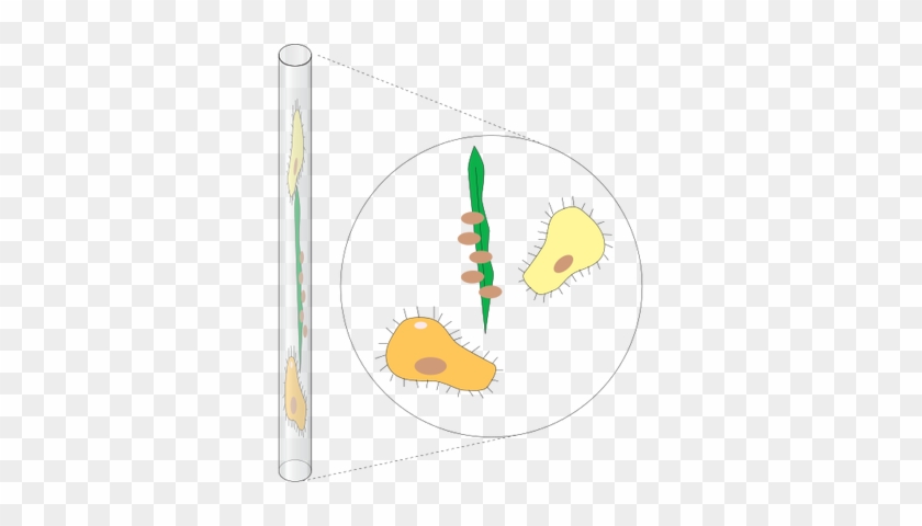 Ian Symbol Microcapillary Tube - Carrot #955955