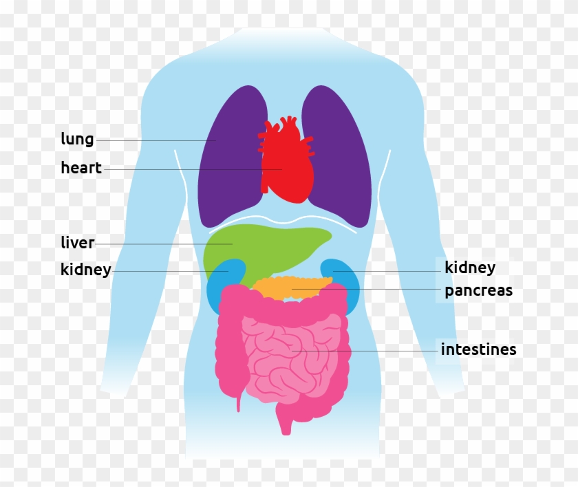 Illustration Of The Torso Showing All Organs - Pancreas #956235