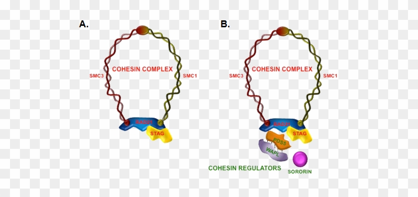 Putting Your Sisters In Handcuffs Biol312 @unbc Molecular - Cohesin #956391