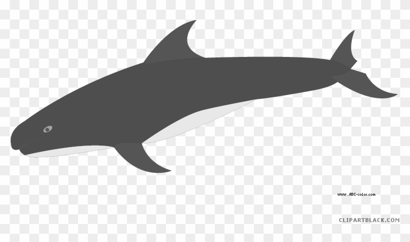 Killer Whale Animal Free Black White Clipart Images - Pygmy Killer Whale #956423