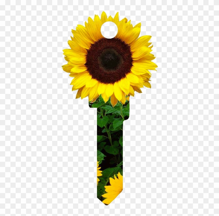 Sunflower Key #957050