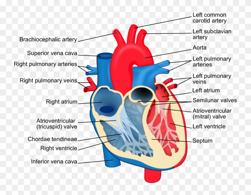 Heart Chambers - The Heart - Labels Of The Heart #957150