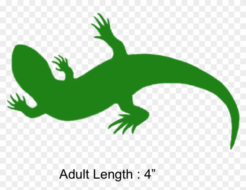 The Shaded Region Represents The Range Of The Texas - Gecko #957169