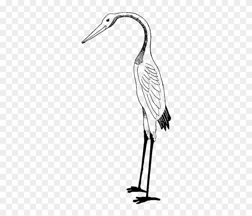 Bird, Crane, Stork - Stork Clipart Black And White #957257
