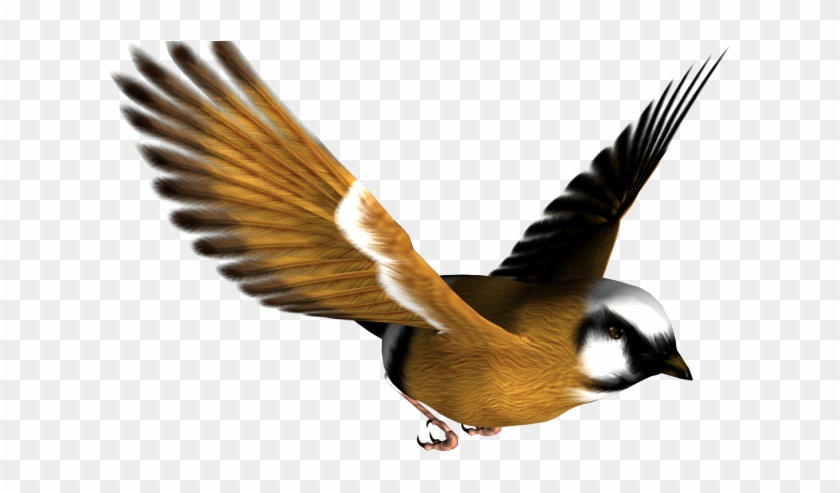 Zoom - Bird Png #957279