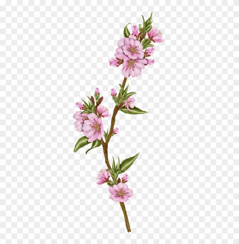 Vector Flowers, Almond - Oleander #957997