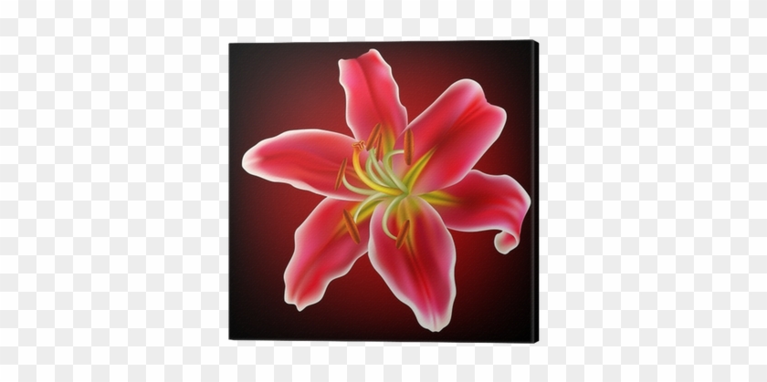 Vector Photo Realistic Red White Lily Flower Canvas - Lily #958142