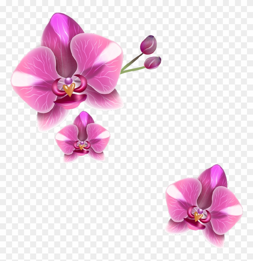 Png Клипарт "realistic Vector Delicate Orchids" - Vector Graphics #958144