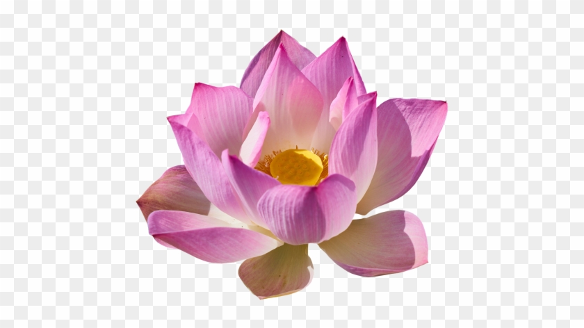 //n6 Img Fp - Lotus Flower Transparent Background #958149