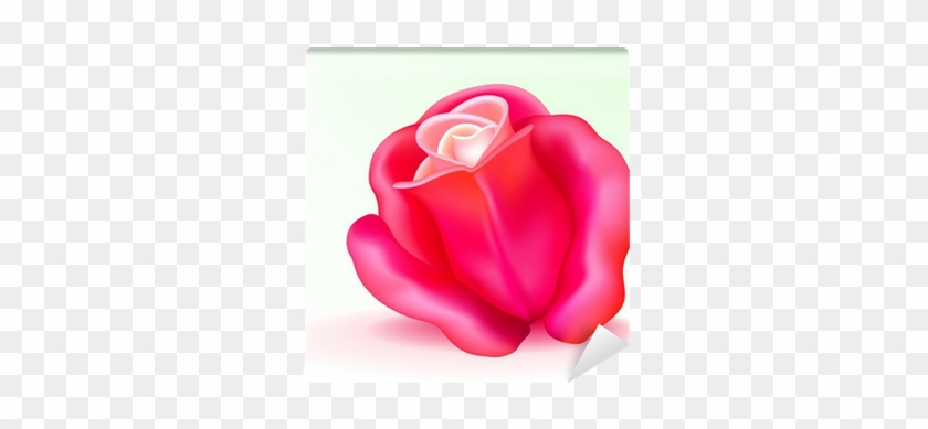 Vector Photo-realistic Pink Rose Wall Mural • Pixers® - Garden Roses #958152