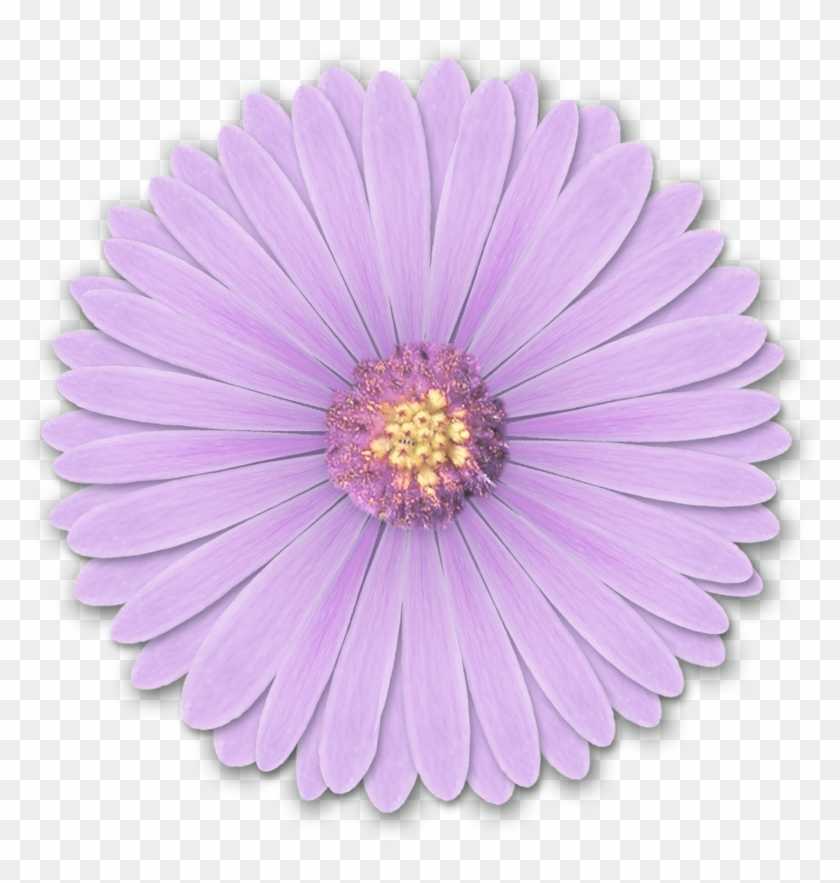 Res Light Purple Flowers Png By Hanabell1 D6l6mwr Png - Light Purple Flower Png #958184