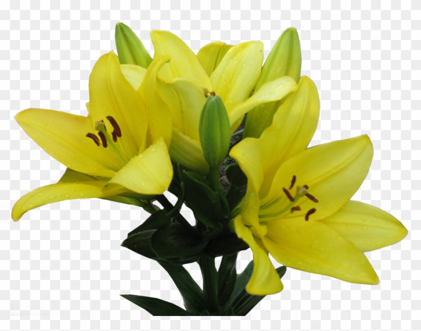 Лилии - Lily #958678