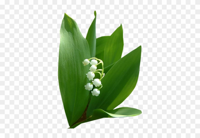 Lily Of The Valley Convallaria Albostriata' - Gif Muguet #958687