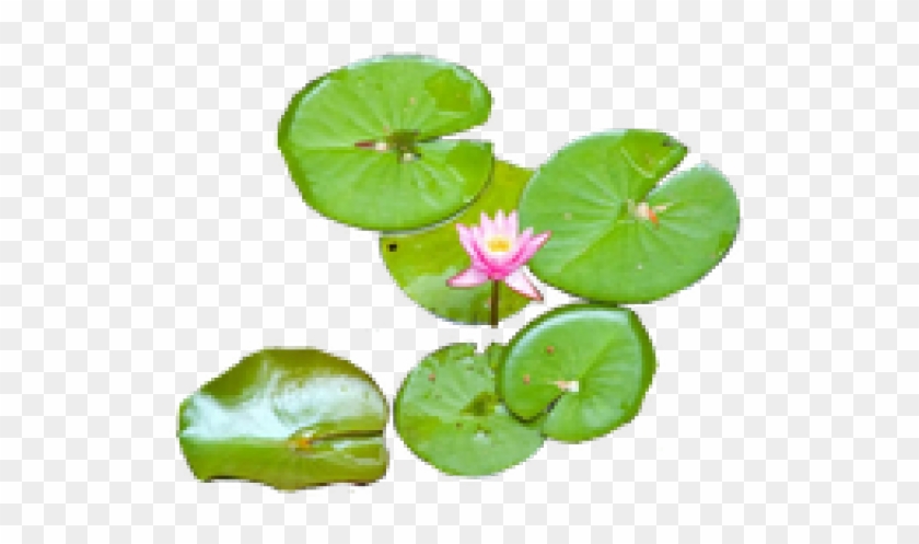 Water Lily Png Transparent Images - Water Lily Flower Png #958688
