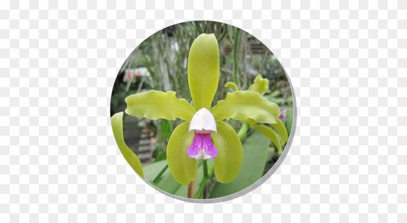 Cattleya Labiata #958718