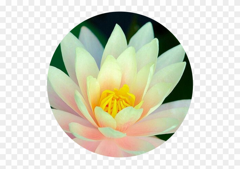 Sacred Lotus #958722