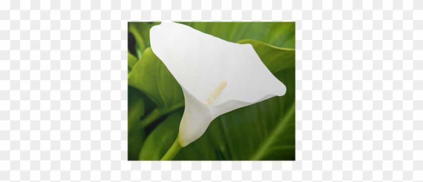 One White Calla Lily Flower In The Spring Garden Poster - Arum #958778
