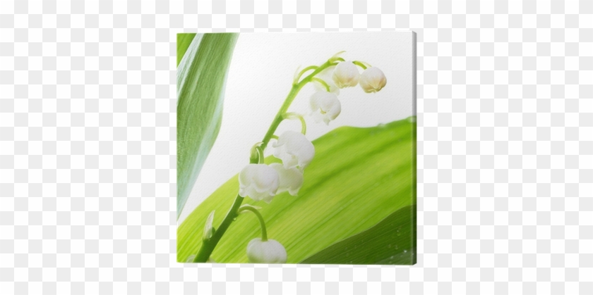 Lily Of The Valley #958800