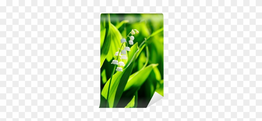 Lily Of The Valley Flowers In Garden Wall Mural • Pixers® - Lily Of The Valley #958828