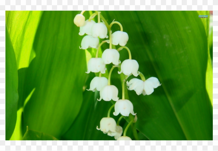 Lily Of The Valley Stick Incense - Wallpaper #958834