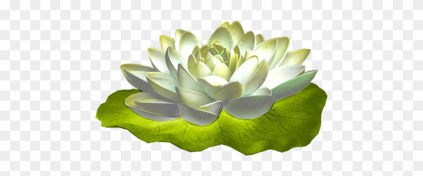 [ Img] - Echeveria #958842