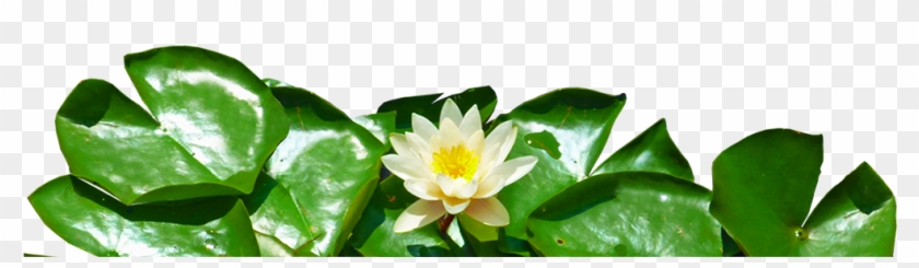 Banner-ninfa - Sacred Lotus #958856