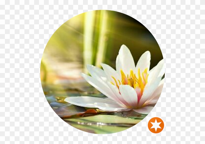 Whiat Starfish Flower #958861