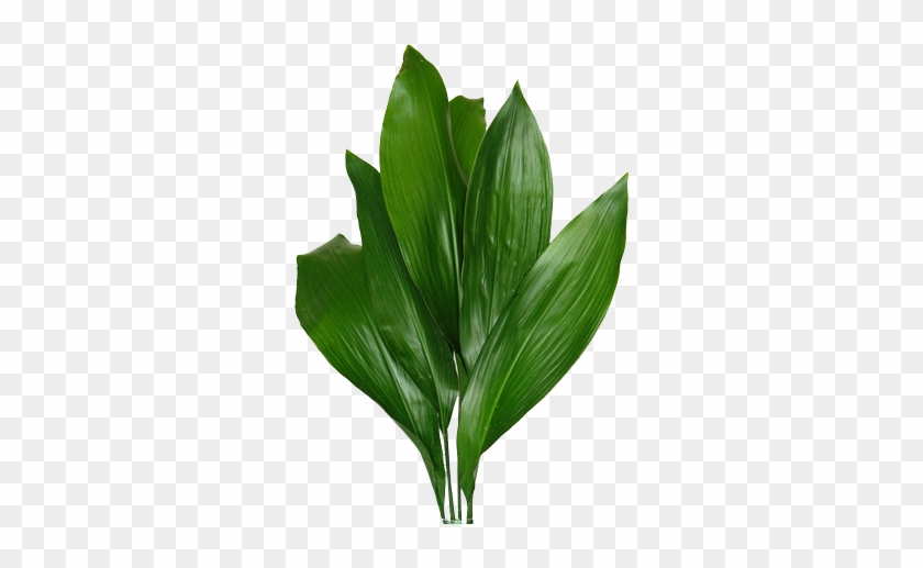 Stherlicia - Aspidistra #958865