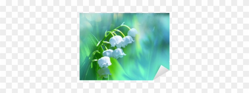 Lily Of The Valley #958872